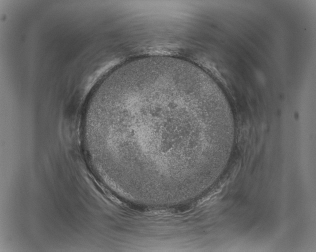 X0000065980299200603061221