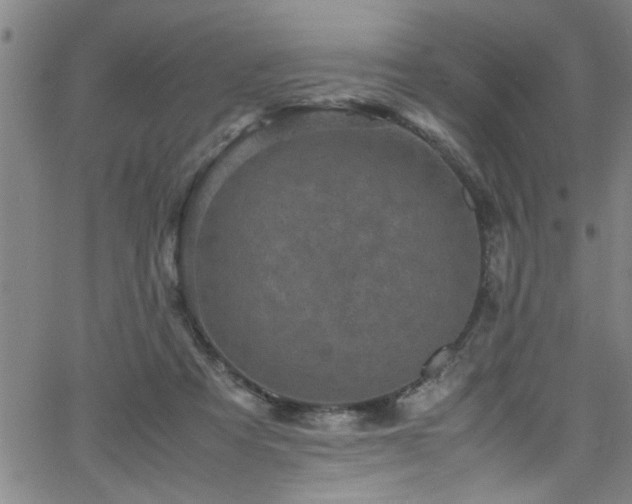 X0000065980313200603061221