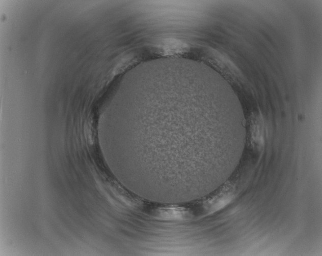 X0000065980316200603061221