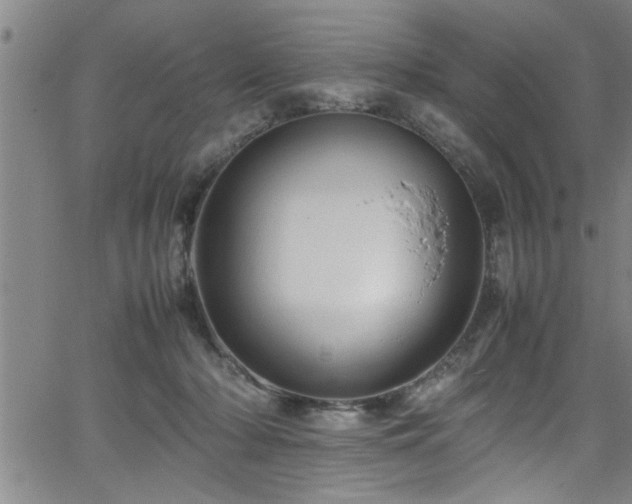 X0000065980318200603061221