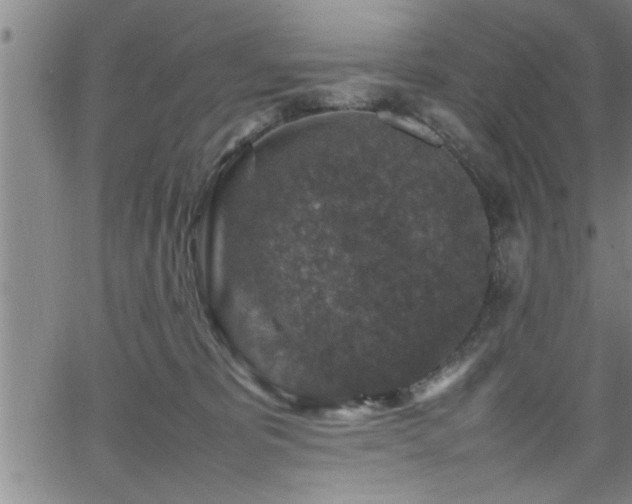 X0000065980325200603061221