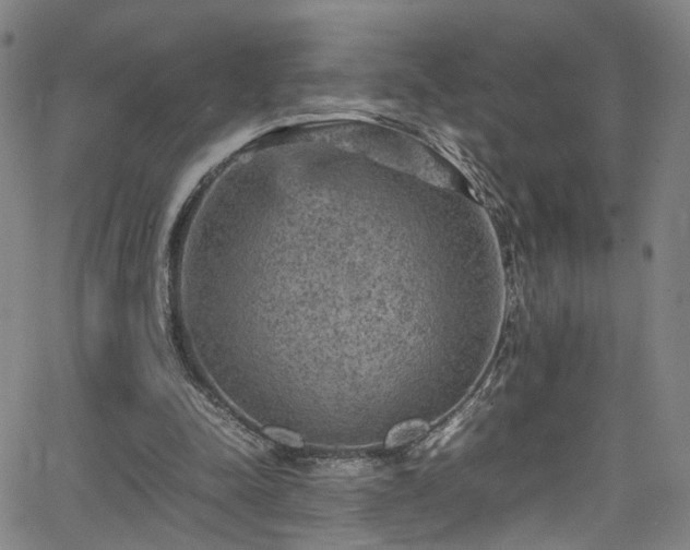 X0000065980342200603061220