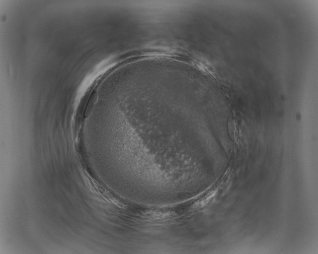 X0000065980343200603061220