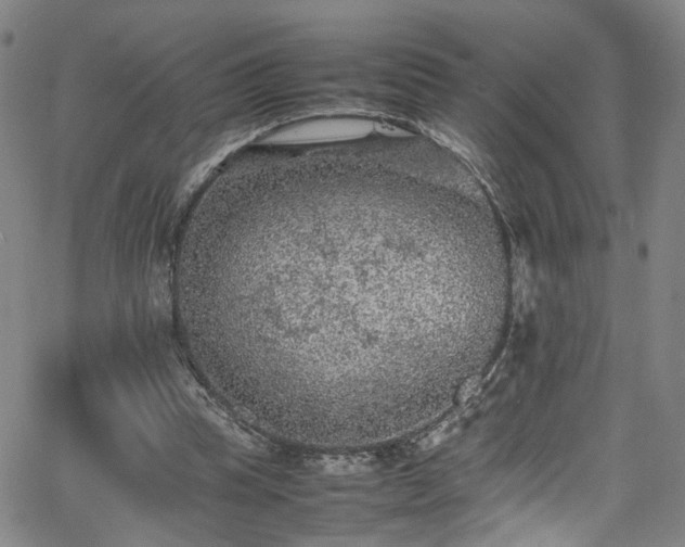 X0000065980345200603061220