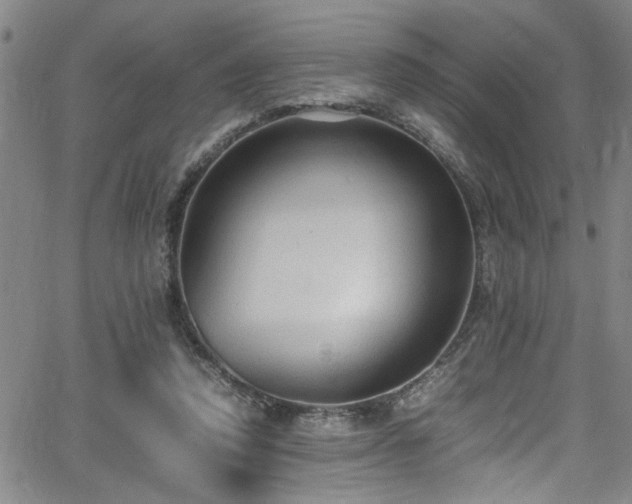 X0000065980354200603061220