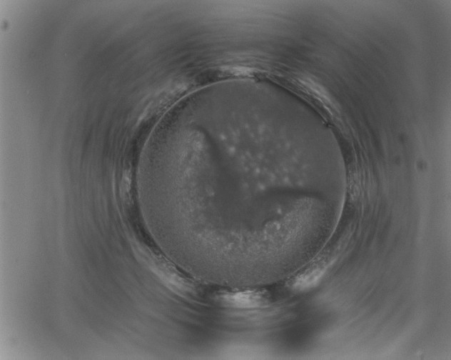 X0000065980365200603061220