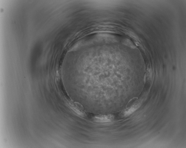 X0000065980381200603061220