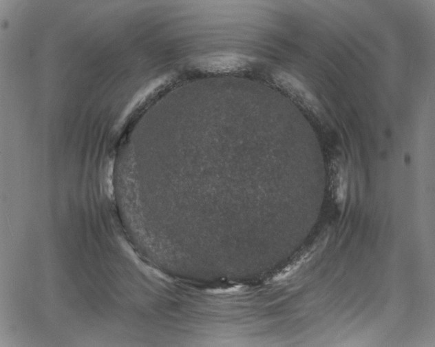 X0000065980400200603061219