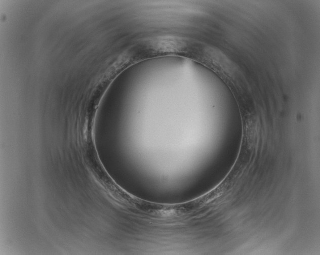 X0000065980406200603061219