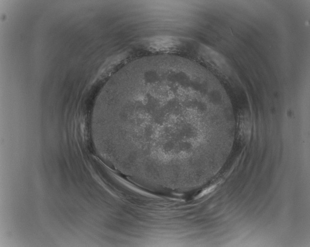 X0000065980408200603061219