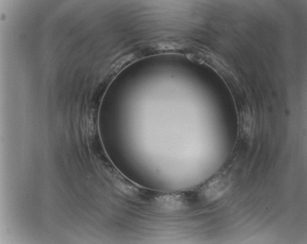 X0000065980422200603061219