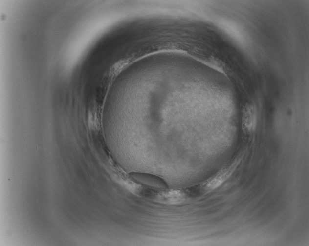 X0000065980431200603061219