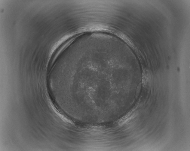 X0000065980438200603061218