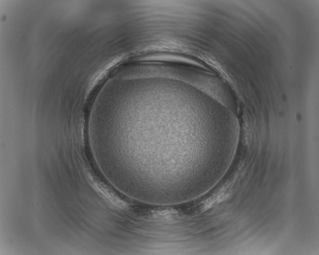 X0000065980446200603061218