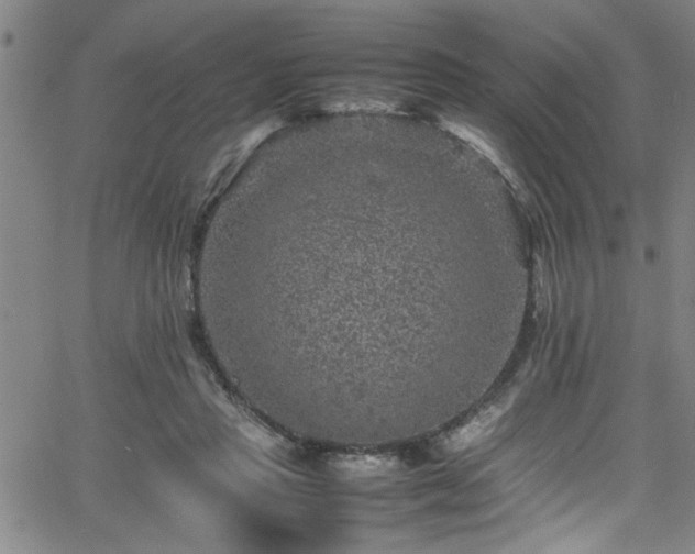 X0000065980453200603061218