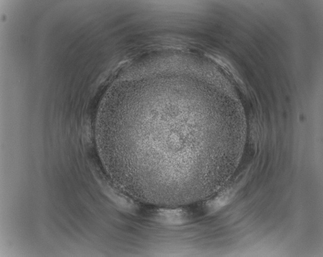 X0000065980457200603061219