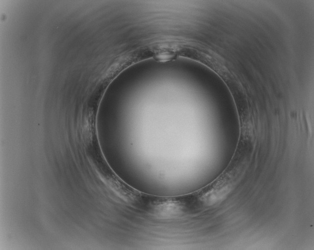 X0000065980460200603061219