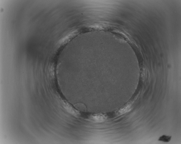 X0000065980466200603061219