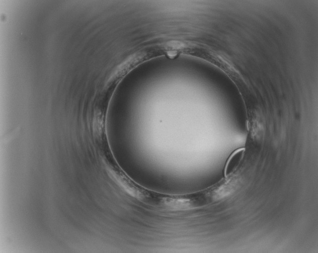 X0000065980476200603061219