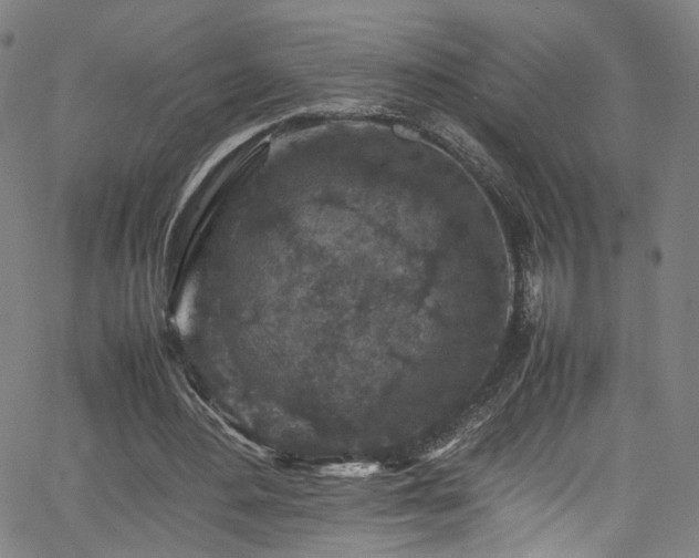 X0000065980484200603061218