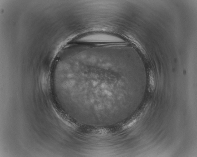 X0000065980492200603061218