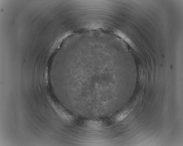 X0000065980494200603061218