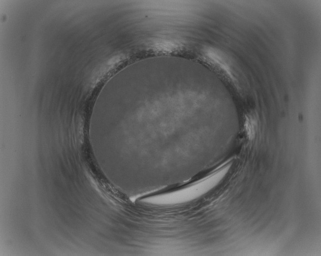 X0000065980496200603061218