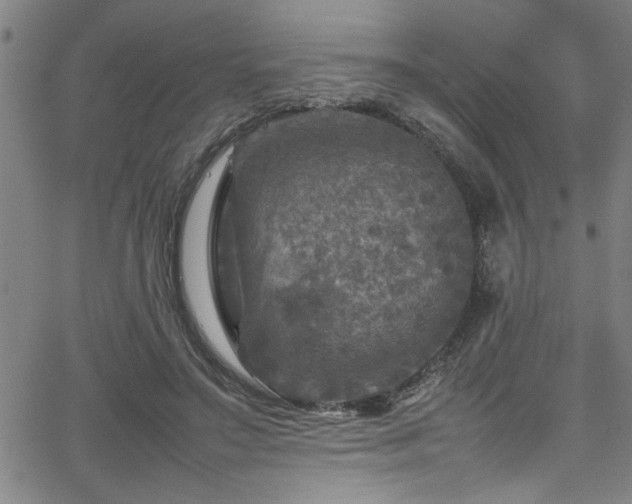 X0000065980499200603061218