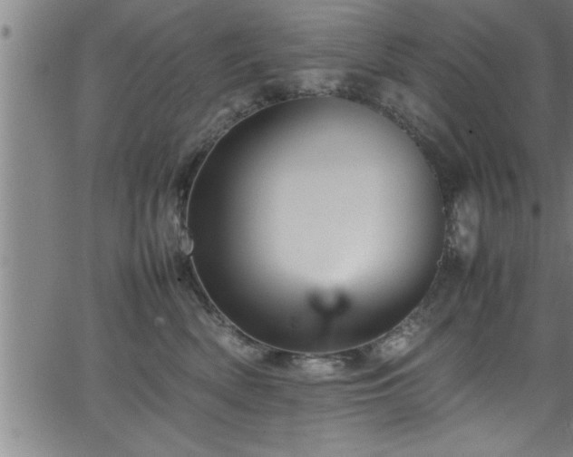 X0000065980522200603061217