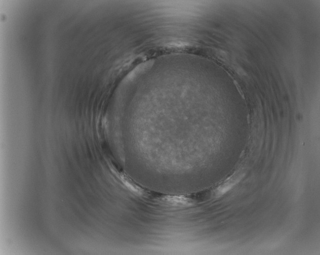 X0000065980528200603061217