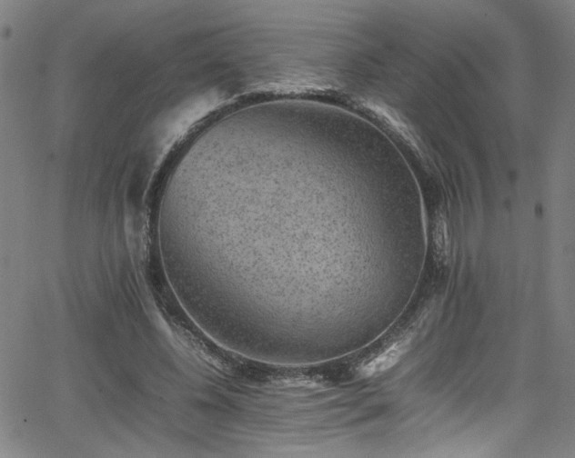 X0000065980540200603061217