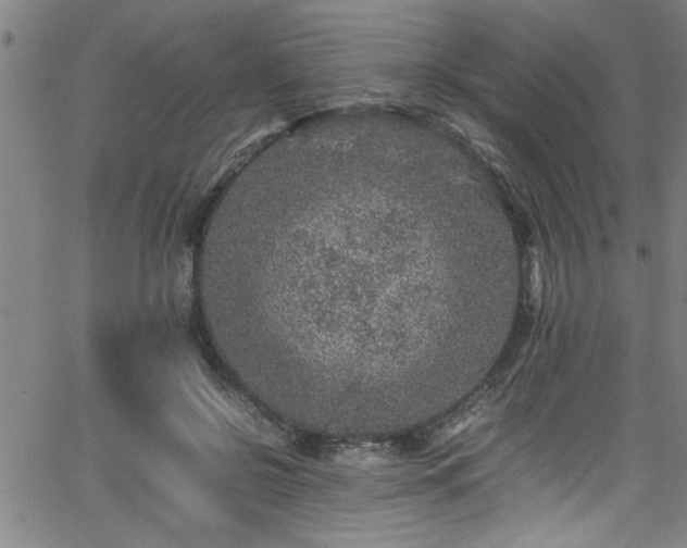 X0000065980550200603061217