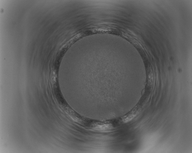 X0000065980555200603061217