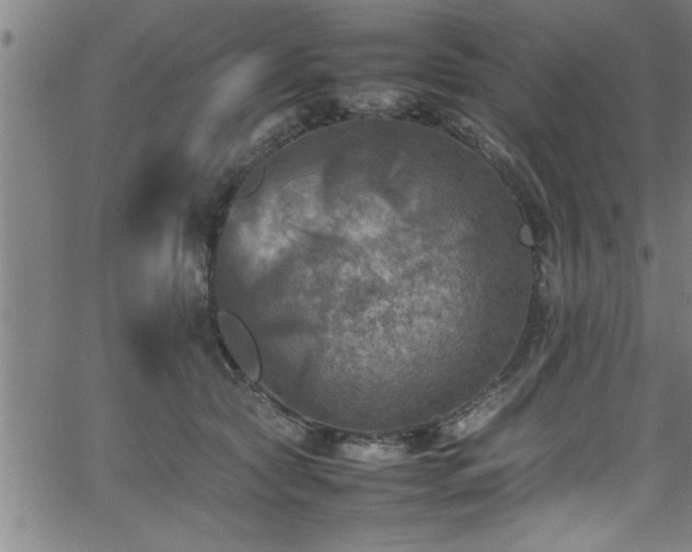 X0000065980561200603061217