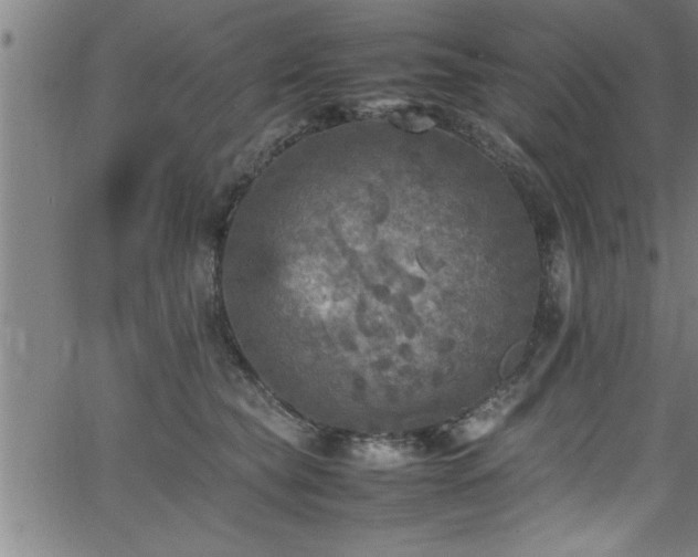 X0000065980565200603061217