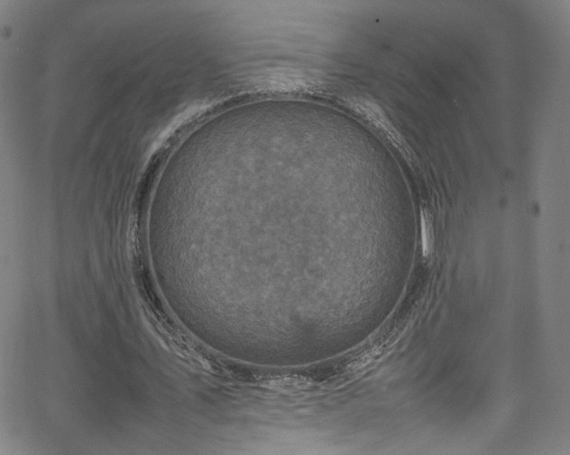 X0000065980579200603061217