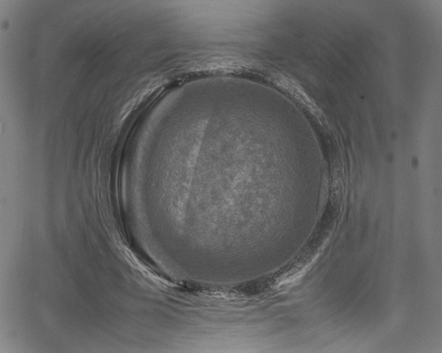 X0000065980585200603061216