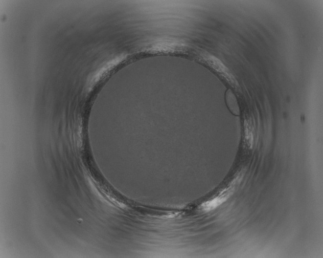 X0000065980588200603061216