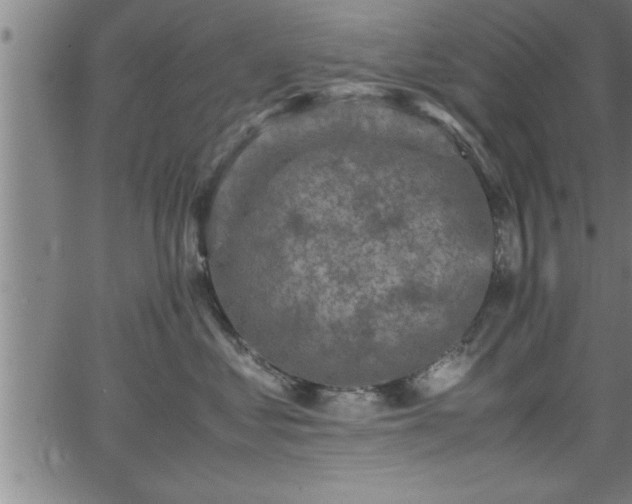 X0000065980621200603061216