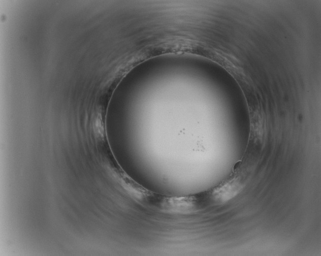 X0000065980622200603061216