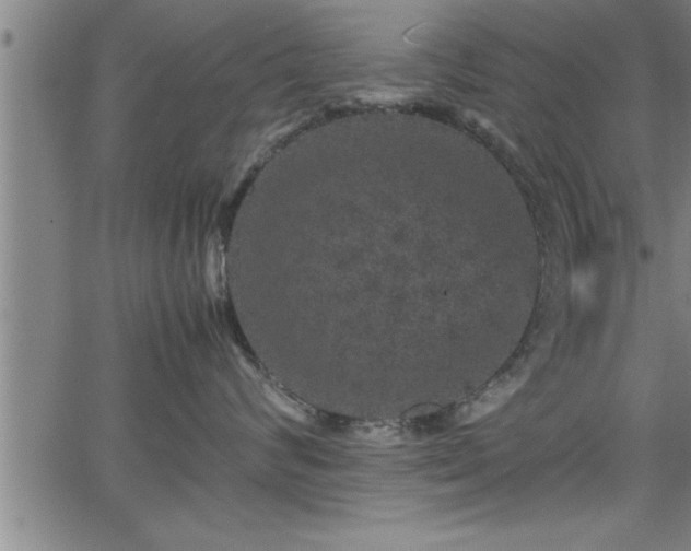 X0000065980624200603061216