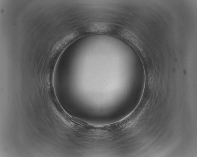 X0000065980633200603061215