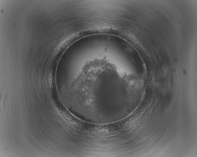 X0000065980640200603061215