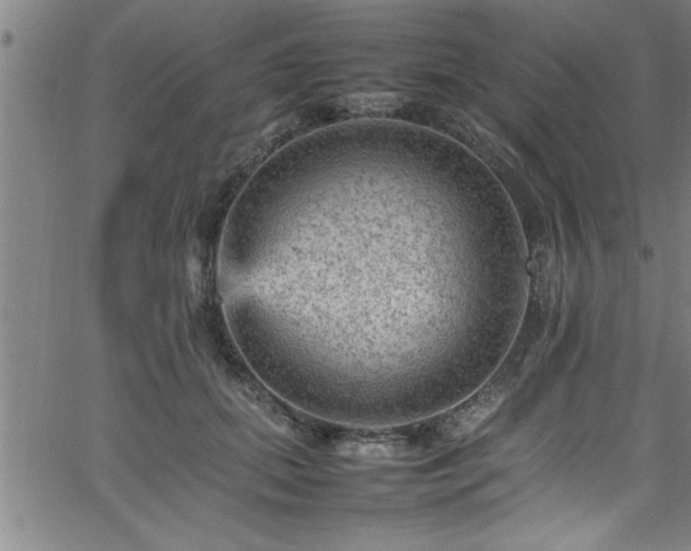 X0000065980655200603061216