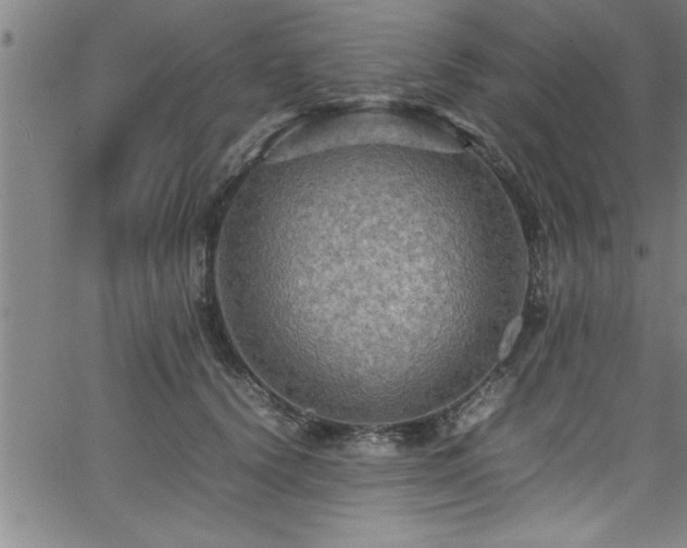 X0000065980656200603061216