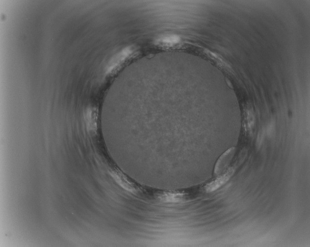 X0000065980664200603061216