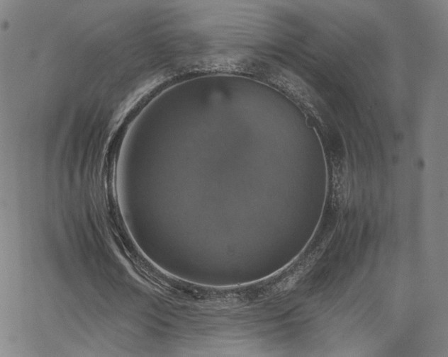 X0000065980674200603061215