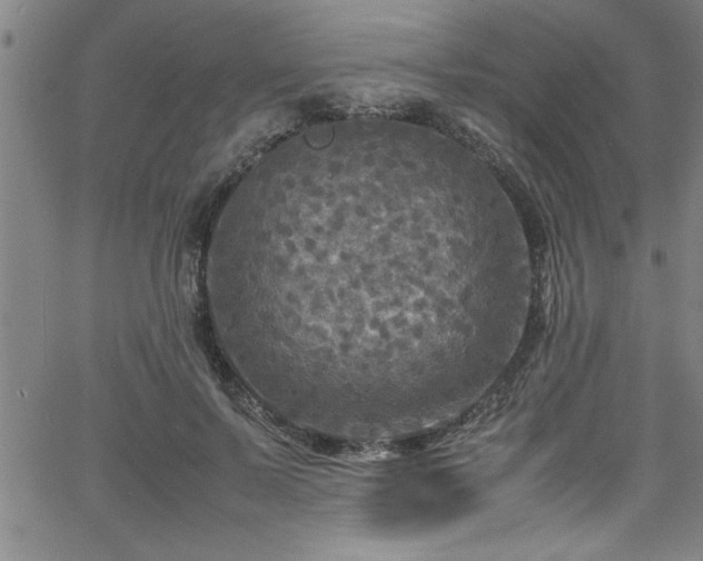 X0000065980695200603061215