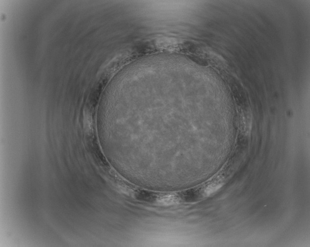 X0000065980705200603061214