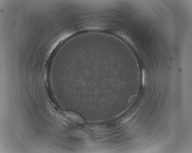 X0000065980723200603061213